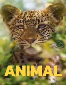 Animal online gratis